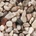 Flamingo gravel clear - Едър пясък за аквариуми, 2.5 кг