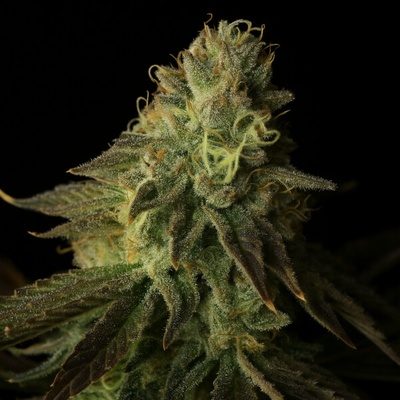 Propaganja Seeds Buks Banner #11 Auto semienka neobsahujú THC 5 ks