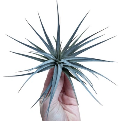 Tillandsia concolor