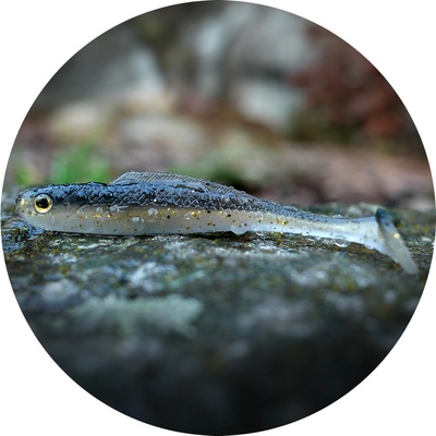 Redbass Kicker XL 12,5cm Bass
