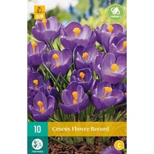 JUB HOLLAND Hlízy krokusu Crocus 'Flower Record' - 10 kusů