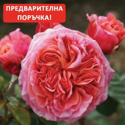 Tantau® Роза Mary Ann® - Tantau®