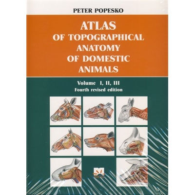 Atlas of topographical anatomy of domestic animals