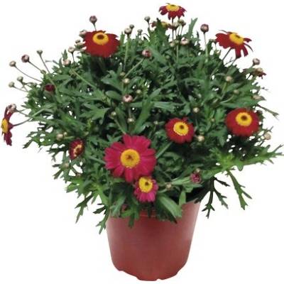 Kopretinovec dřevnatý FloraSelf Chrysanthemum frutescens výška 10-15 cm květináč Ø 14 cm červený