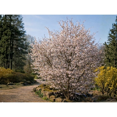 Okrasná čerešňa Kojou - no - mai, výška 30-40 cm, kvetináč 2,5 l