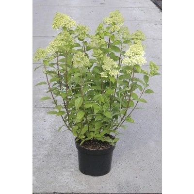 Hortenzia latnatá FloraSelf Hydrangea paniculata 'Limelight' výška 50-60 cm kvetináč 5 l