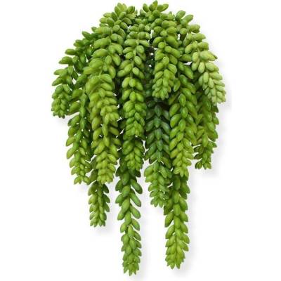 MF Umělá rostlina Affenschaukel (30cm)