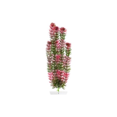 JK Animals Red Anacharis 40 cm