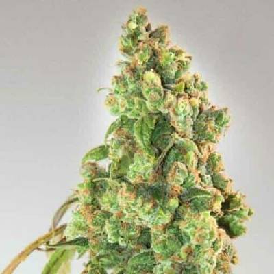 Expert Seeds Nurse Lilly CBD semena neobsahují THC 3 ks