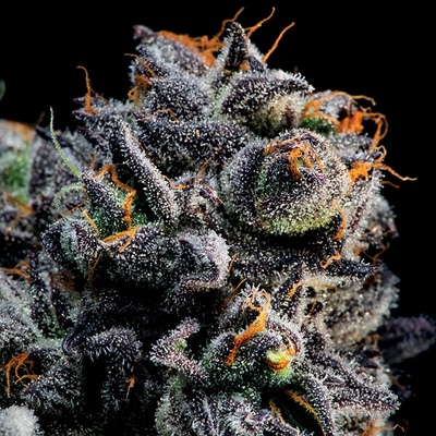 Anesia Seeds Auto Blueberry Banana semienka neobsahujú THC 10 ks