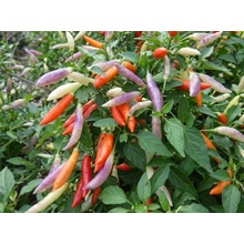 CHILLIMAT Semínka Chilli papriček Aji Omnicolor 10 ks