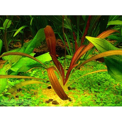 Echinodorus Rubin narrow leaf
