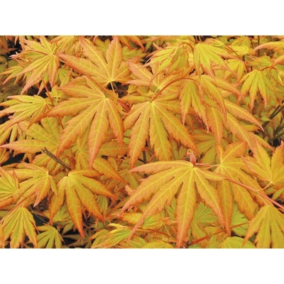 Javor dlanitolistý oranžový Acer palmatum 'Orange Dream' výška 50-60 cm kvetináč 3 l