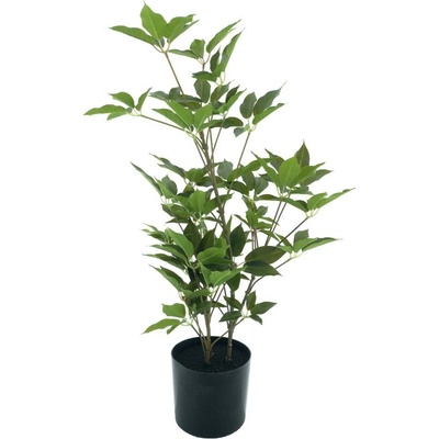 Aralie strom v květináči zelený 60 cm