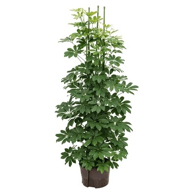 Schefflera arboricola 6pp 28/19 výška 150 cm