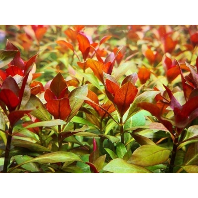 Ludwigia repens Rubin 5,5 cm – Zboží Dáma