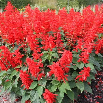 Seklos Салвия Скарлет Пиколо Salvia splendens Sellow ex Schult Scarlet Piccolo