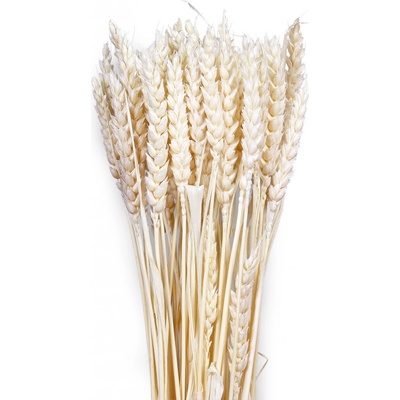 Sušené Triticum bílé