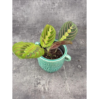 Marantha Leuconeura Fascinator mini