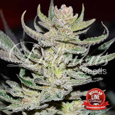 Delicious Seeds Unknown Kush (Desconocida Kush) regular semena neobsahují THC 15 ks