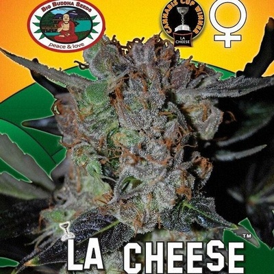 Big Buddha Seeds LA CHEESE semena neobsahují THC 5 ks