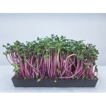 semínka na klíčky a microgreens Ředkvička Red Rose Váha: 100 g