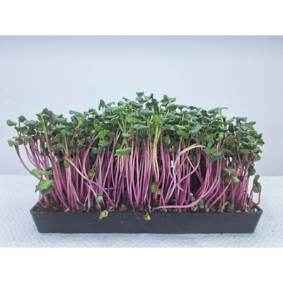 semínka na klíčky a microgreens Ředkvička Red Rose Váha: 100 g