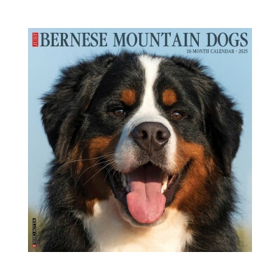 Bernese Mountain Dogs 12 X 12 Wall 2026