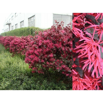 Loropetalum čínske Black Pearl, výška 30-50 cm, kvetináč 9 l