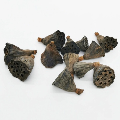 Lotos mini 2,5-5cm/36ks