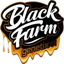 Black Farm Genetix Lemon Crasher semena neobsahují THC 10 ks