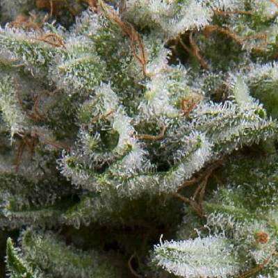 Pyramid Seeds AUTO Anesthesia semena neobsahují THC 5 ks