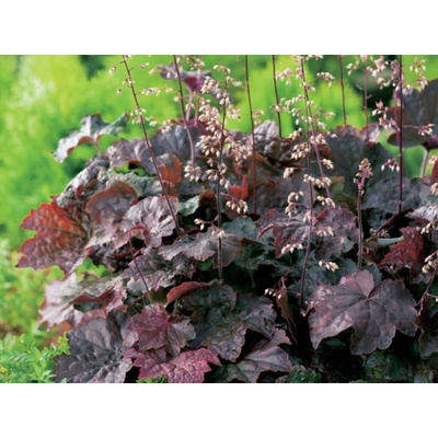 Heuchera Palace Purple