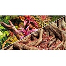 Hobby pozadie obojstranné Jungle / Strangler Fig 50 cm x 25 m