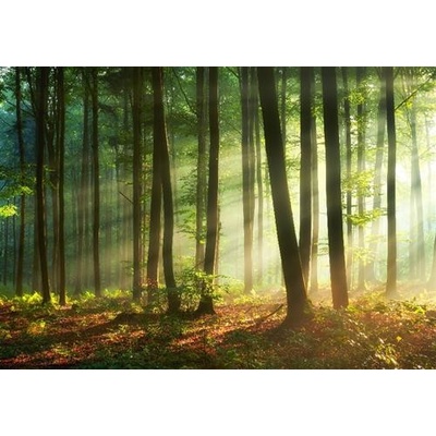 IMPOL TRADE 14578V8 Vliesové fototapety svitanie v lese rozmer 368 cm x 254 cm