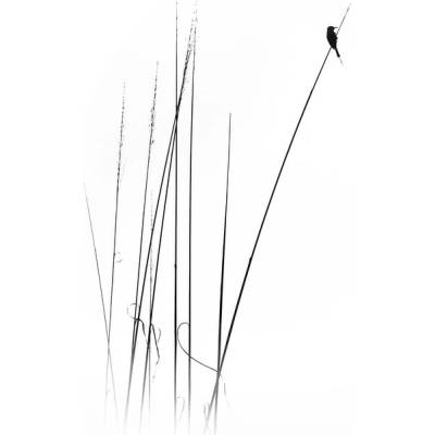Plagát, Obraz - a sabbatical, swapnil., 26.7 × 40 cm