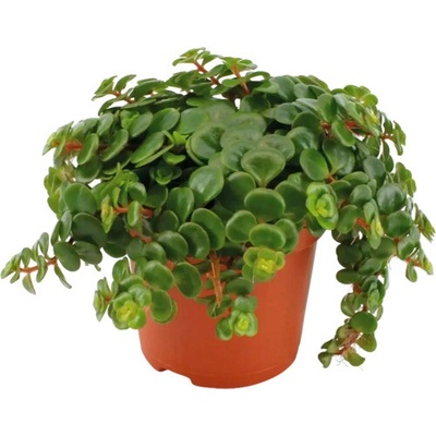 Rozchodník FloraSelf Sedum makinoii 15-20 cm kvetináč Ø 10,5 cm