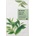 Mizon Joyful Time Essence Mask Green Tea, листова маска за лице със зелен чай (8809479166376)