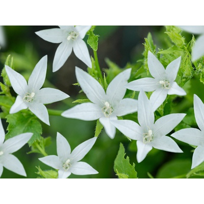 Zvonček poscharskov Silberregen - Campanula poscharskyana, kont. 0,5 l
