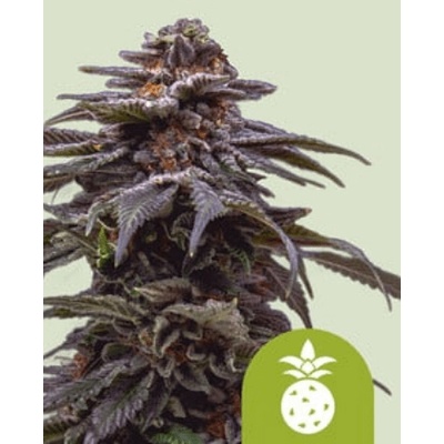 Royal Queen Seeds Semená kanabisu Tropicana Cookies Purple Auto 1 ks