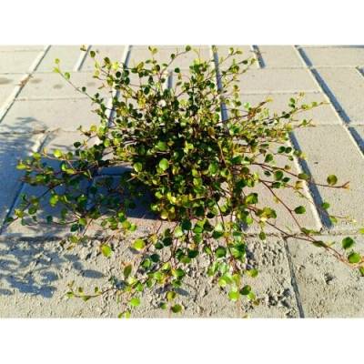 Muehlenbekia (Muehlenbeckia complexa) - výška 5 cm ⌀ 15-20 cm, kont. P9