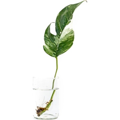 Gardners Epipremnum Albo Variegata - řízek k zakořenění Šplhavník, Šplhavnice