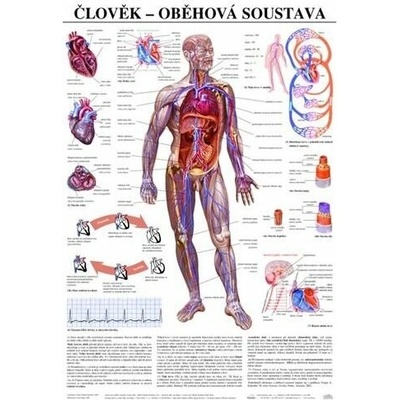 Schéma - ľudská obehová sústava - CZ - 67x96 cm