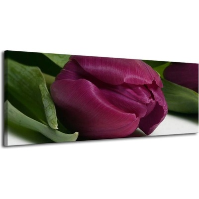 Fialový tulipán plátno 1 100x40