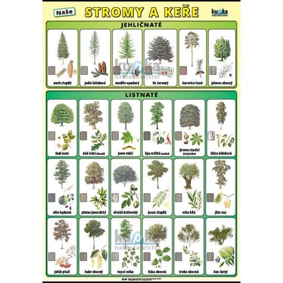 nakladatelství Kupka Naše stromy a keře XL (100x70 cm) – Zboží Mobilmania