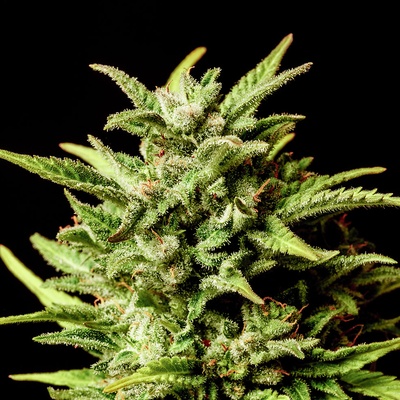 Kannabia Seeds Break Up Cake AUTO semienka neobsahujú THC 3 ks