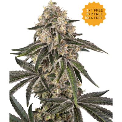 Sensi Seeds Sunset Peach semena neobsahují THC 3 ks