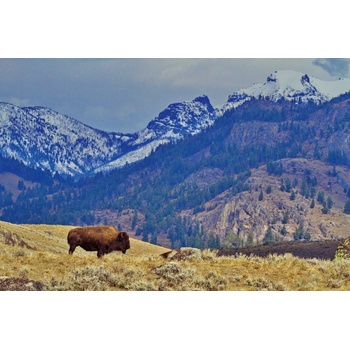 DIMEX ART s. r. o Флизелинов фототапет бизони в планината 375 x 250 см