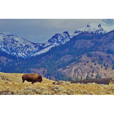 DIMEX ART Флизелинов фототапет бизони в планината 375 x 250 см