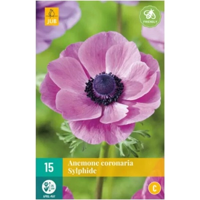 Karta Sasanka Anemone Coronaria Sylphide 15 cibulí "C"